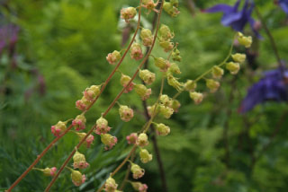 Tellima grandiflora 'Rubra' bestellen